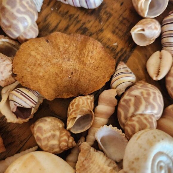 Large bundle of natural seashells barnacle starfish hermit scallop conch cerithi - Picture 12 of 14